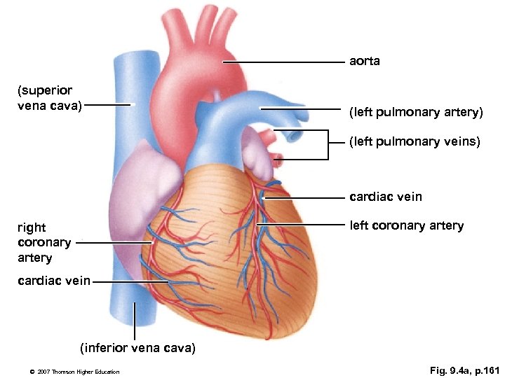 aorta (superior vena cava) (left pulmonary artery) (left pulmonary veins) cardiac vein left coronary