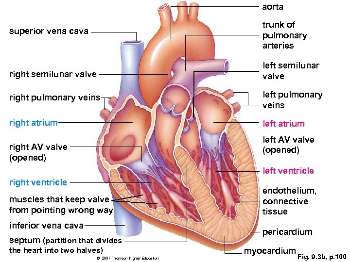 aorta superior vena cava trunk of pulmonary arteries right semilunar valve left semilunar valve