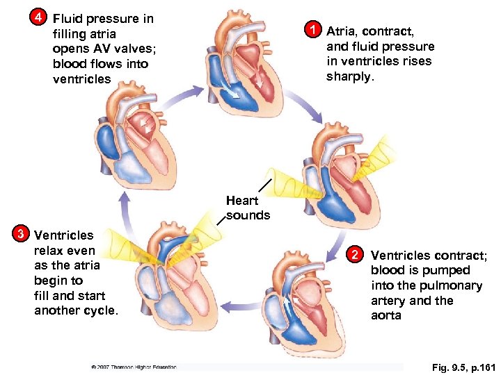 4 Fluid pressure in filling atria opens AV valves; blood flows into ventricles 1