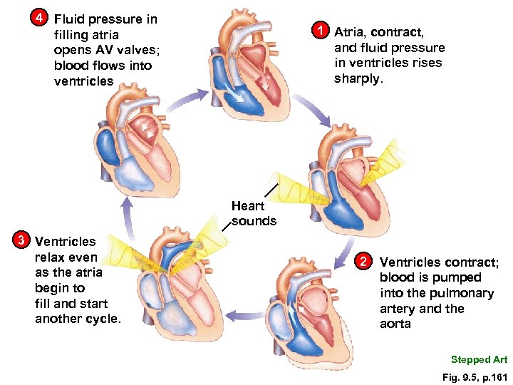4 Fluid pressure in filling atria opens AV valves; blood flows into ventricles 1