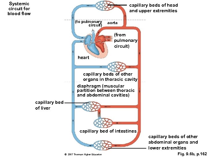 Systemic circuit for blood flow capillary beds of head and upper extremities (to pulmonary