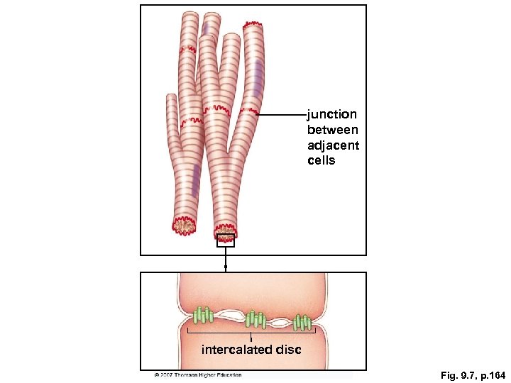 junction between adjacent cells intercalated disc Fig. 9. 7, p. 164 