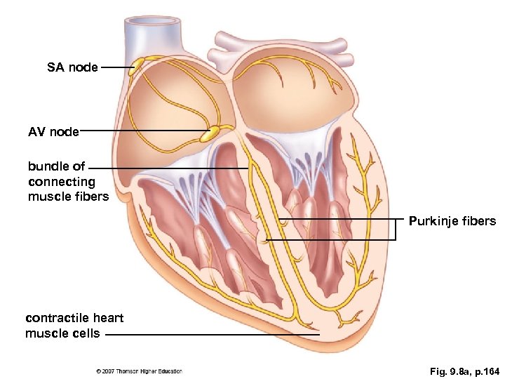 SA node AV node bundle of connecting muscle fibers Purkinje fibers contractile heart muscle