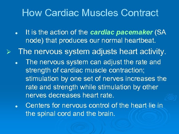 How Cardiac Muscles Contract l It is the action of the cardiac pacemaker (SA