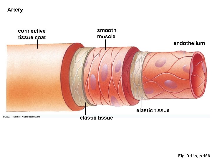 Artery connective tissue coat smooth muscle endothelium elastic tissue Fig. 9. 11 a, p.