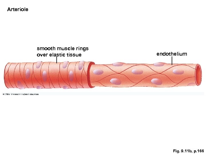 Arteriole smooth muscle rings over elastic tissue endothelium Fig. 9. 11 b, p. 166