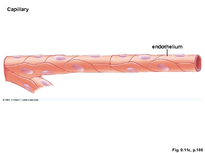 Capillary endothelium Fig. 9. 11 c, p. 166 