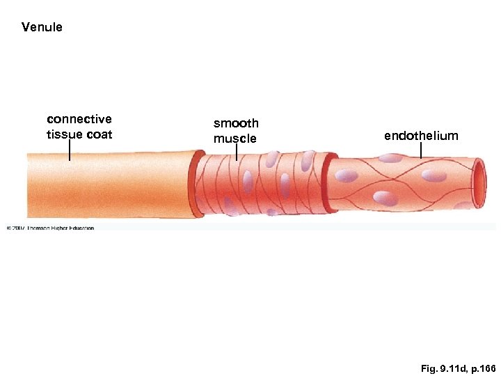 Venule connective tissue coat smooth muscle endothelium Fig. 9. 11 d, p. 166 