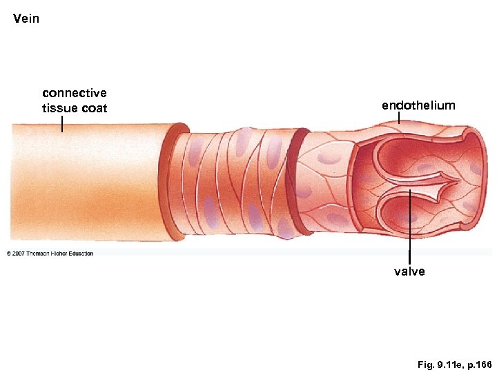 Vein connective tissue coat endothelium valve Fig. 9. 11 e, p. 166 