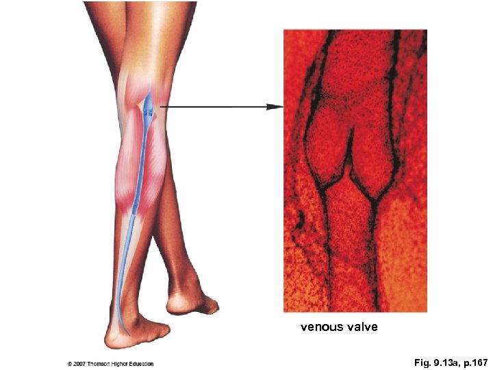 venous valve Fig. 9. 13 a, p. 167 