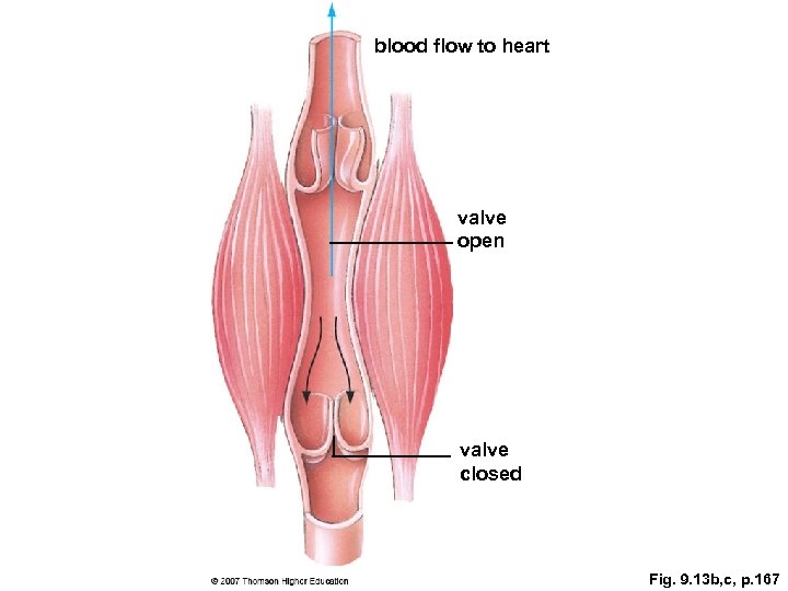 blood flow to heart valve open valve closed Fig. 9. 13 b, c, p.