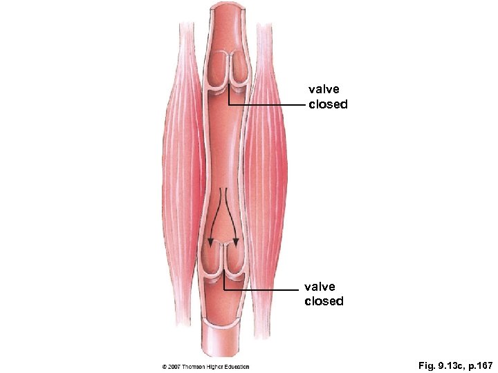 valve closed Fig. 9. 13 c, p. 167 