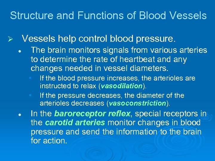 Structure and Functions of Blood Vessels help control blood pressure. Ø l The brain