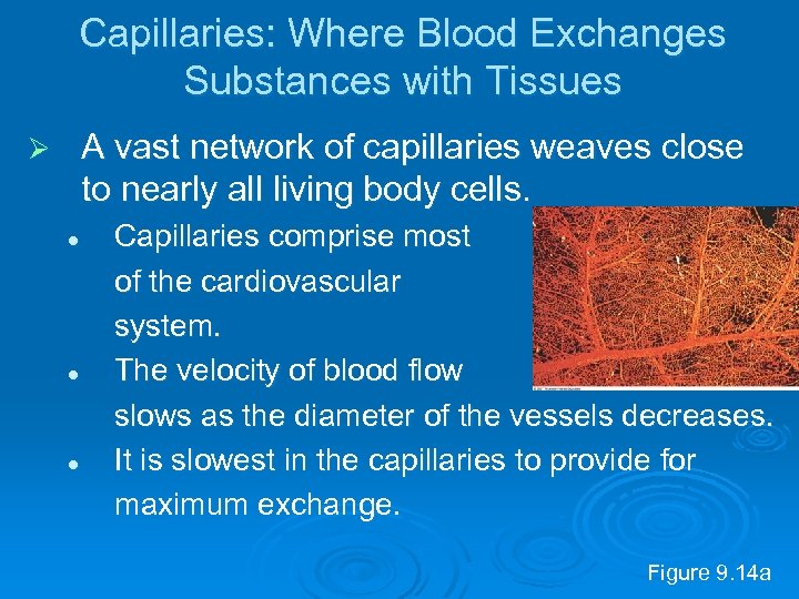 Capillaries: Where Blood Exchanges Substances with Tissues A vast network of capillaries weaves close