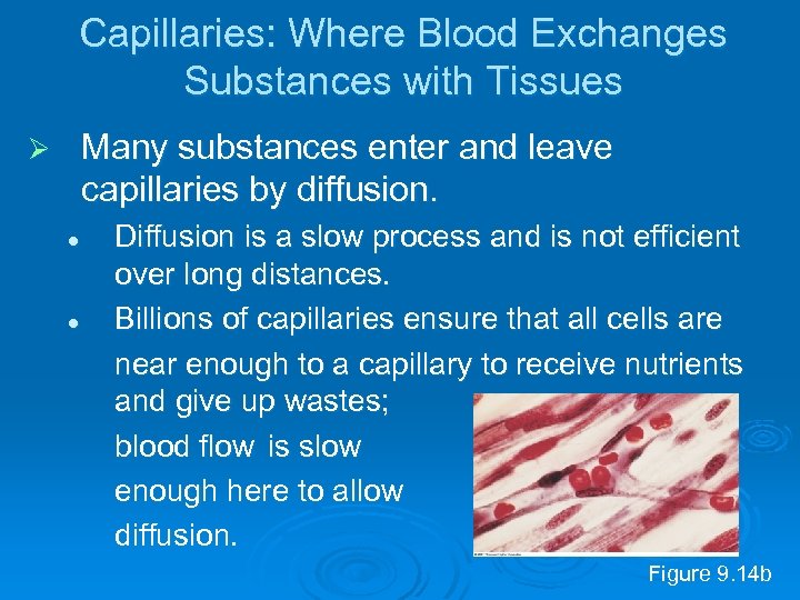 Capillaries: Where Blood Exchanges Substances with Tissues Many substances enter and leave capillaries by