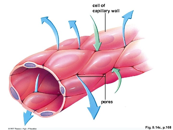 cell of capillary wall pores Fig. 9. 14 c, p. 168 