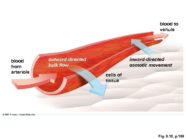 blood to venule blood from arteriole outward-directed bulk flow inward-directed osmotic movement cells of