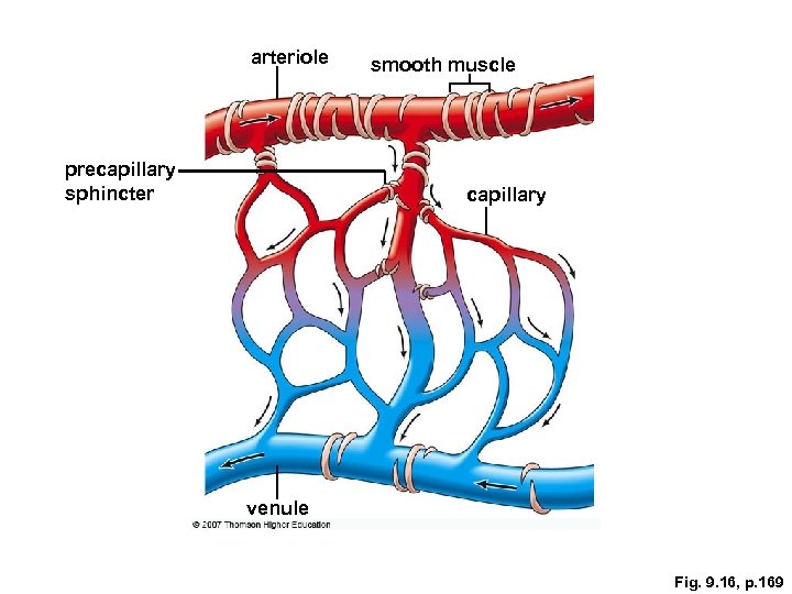 arteriole precapillary sphincter smooth muscle capillary venule Fig. 9. 16, p. 169 