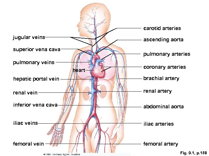 carotid arteries jugular veins ascending aorta superior vena cava pulmonary arteries pulmonary veins heart