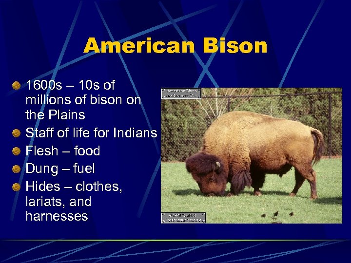 American Bison 1600 s – 10 s of millions of bison on the Plains
