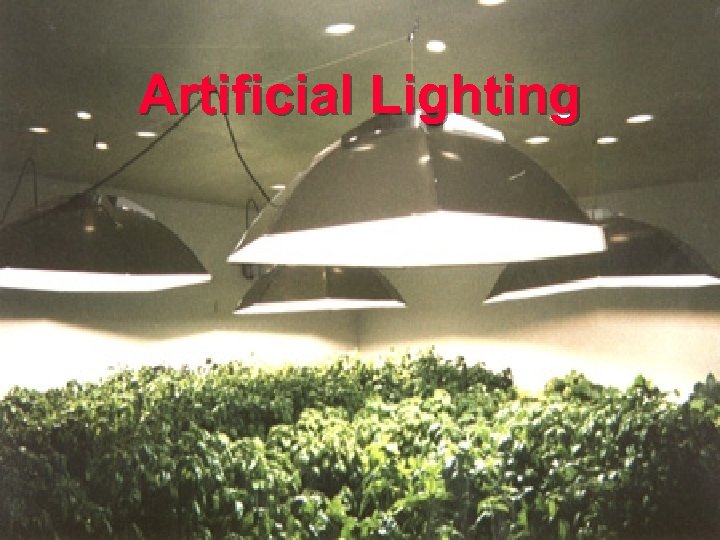 Artificial Lighting 