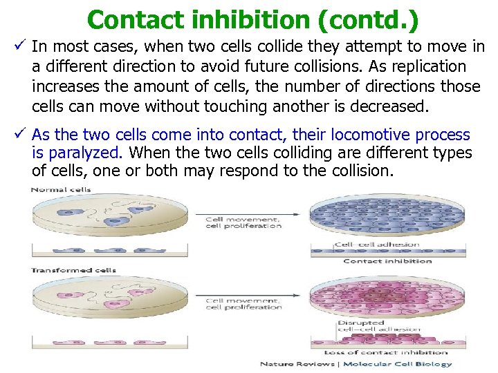 Contact inhibition (contd. ) ü In most cases, when two cells collide they attempt