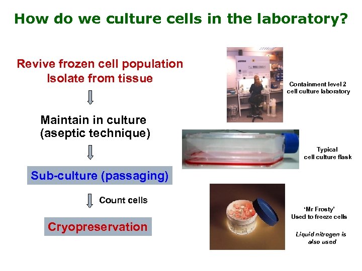 How do we culture cells in the laboratory? Revive frozen cell population Isolate from