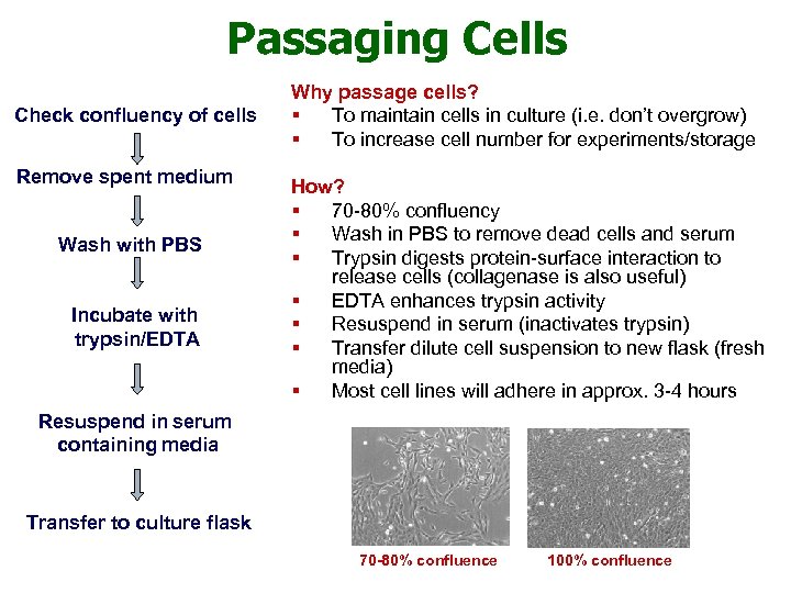 Passaging Cells Check confluency of cells Remove spent medium Wash with PBS Incubate with