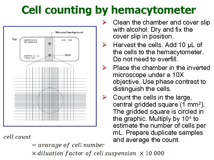 Cell counting by hemacytometer Ø Clean the chamber and cover slip with alcohol. Dry