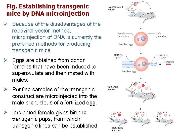 Fig. Establishing transgenic mice by DNA microinjection Ø Because of the disadvantages of the