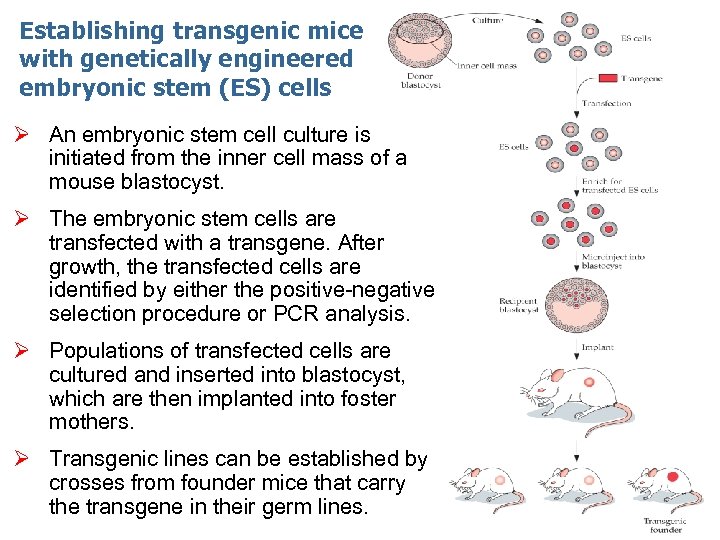 Establishing transgenic mice with genetically engineered embryonic stem (ES) cells Ø An embryonic stem