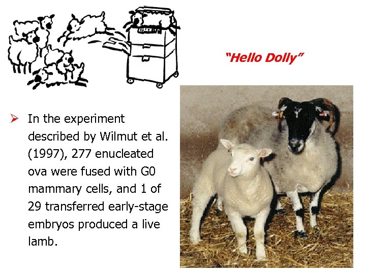 “Hello Dolly” Ø In the experiment described by Wilmut et al. (1997), 277 enucleated