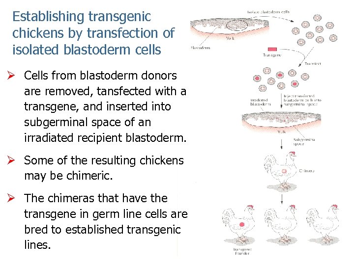 Establishing transgenic chickens by transfection of isolated blastoderm cells Ø Cells from blastoderm donors