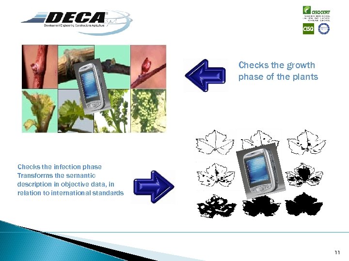 Checks the growth phase of the plants Checks the infection phase Transforms the semantic
