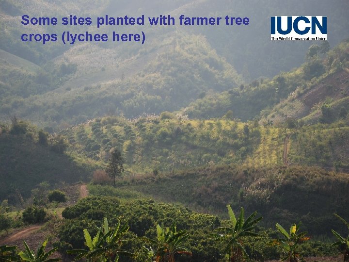 Some sites planted with farmer tree crops (lychee here) 
