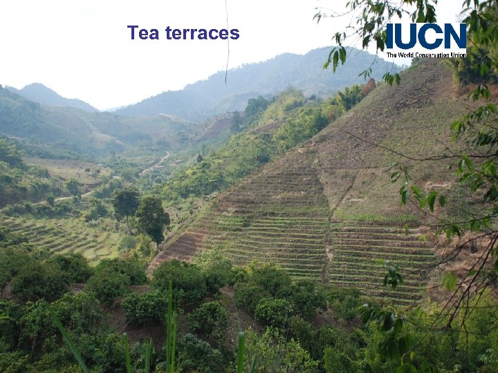 Tea terraces 
