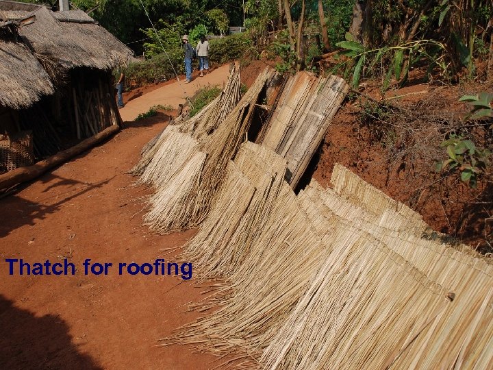 Thatch for roofing 