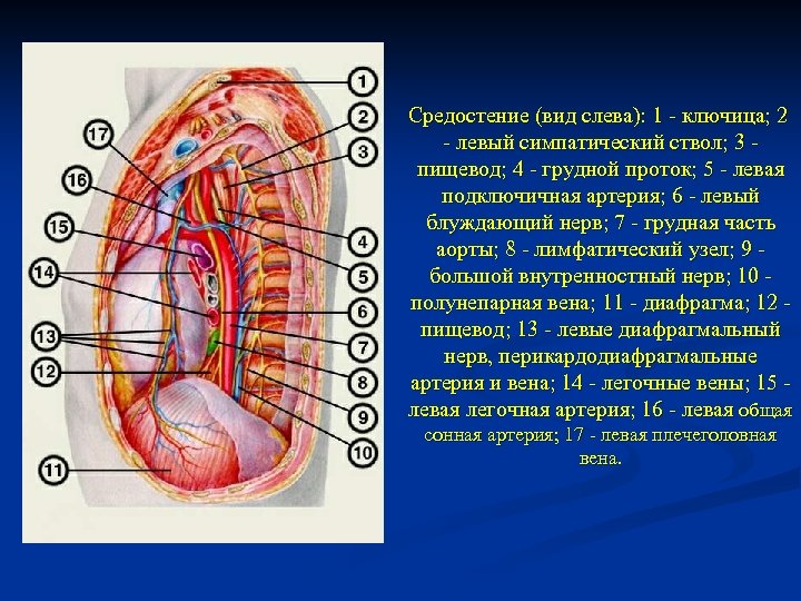 Вид с левой стороны. Топография сосудов средостения. Нижнее средостение анатомия. Сосуды средостения топографическая анатомия. Анатомия сосудов верхнего средостения.