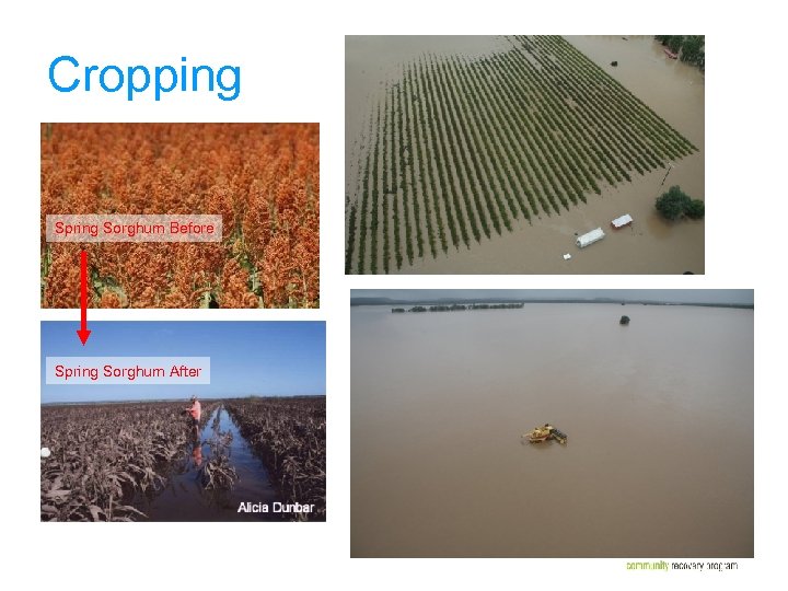 Cropping Spring Sorghum Before Spring Sorghum After 