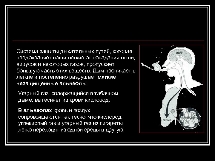Система защиты дыхательных путей, которая предохраняет наши легкие от попадания пыли, вирусов и некоторых
