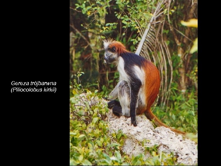 Gereza trójbarwna (Piliocolobus kirkii) 