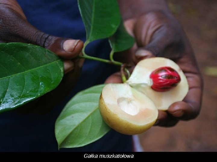 Gałka muszkatołowa 