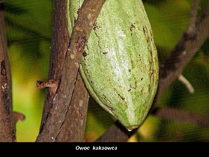 Owoc kakaowca 