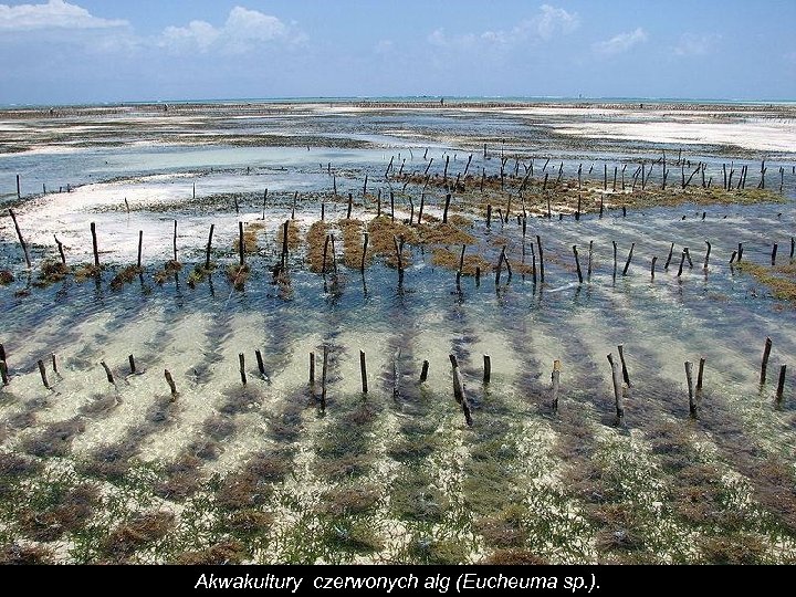 Akwakultury czerwonych alg (Eucheuma sp. ). 