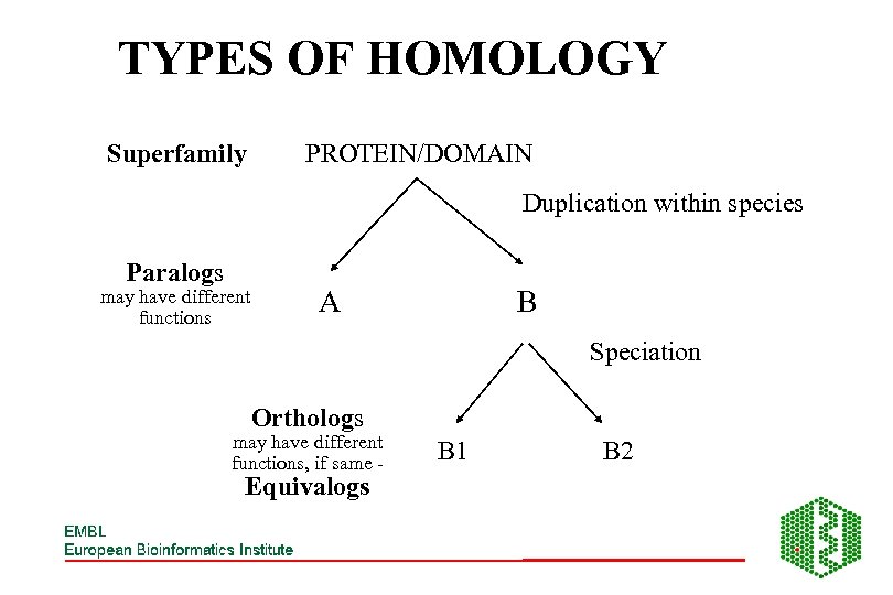TYPES OF HOMOLOGY Superfamily PROTEIN/DOMAIN Duplication within species Paralogs may have different functions A