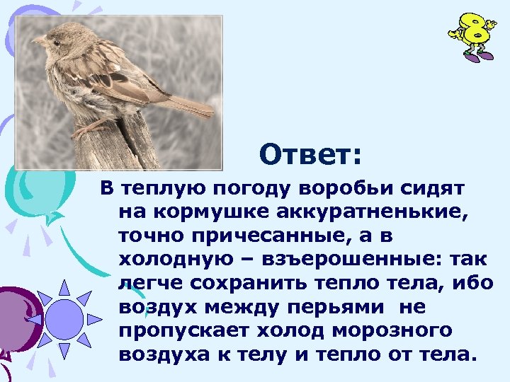 Ответ: В теплую погоду воробьи сидят на кормушке аккуратненькие, точно причесанные, а в холодную