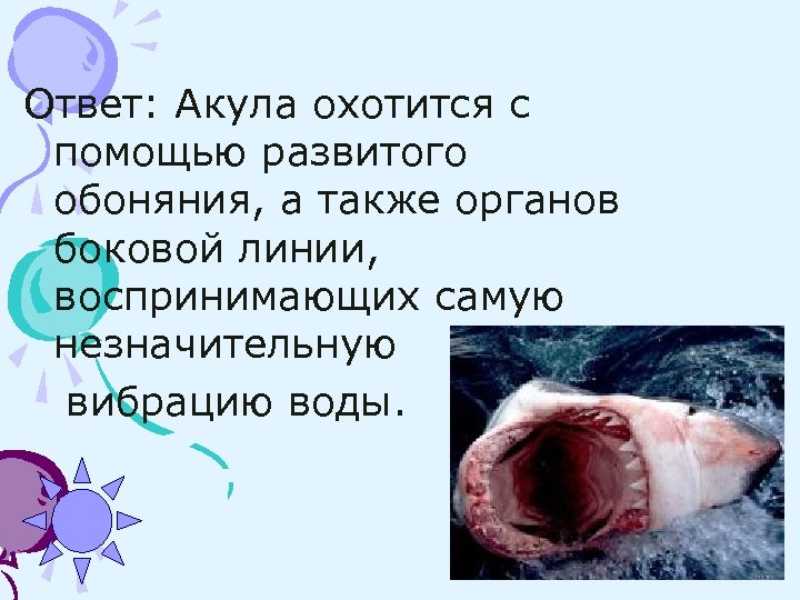 Ответ: Акула охотится с помощью развитого обоняния, а также органов боковой линии, воспринимающих самую