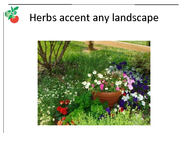 Herbs accent any landscape 