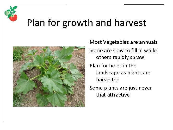 Plan for growth and harvest Most Vegetables are annuals Some are slow to fill