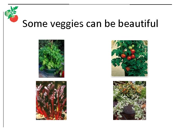 Some veggies can be beautiful 